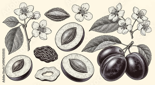 Vintage botanical illustration collection of plums featuring whole fruit on branches, halved sections with pits, seeds, dried slices and spring blossoms in a detailed engraving style