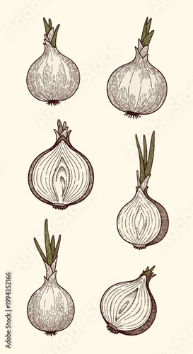 Vintage style hand-drawn illustration set of whole and halved onions with green sprouts, featuring detailed engraving and hatching line art on a light cream neutral background.
