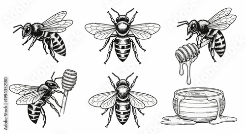 Hand-drawn honey bee illustrations in vintage etching style featuring bees in flight, top and side views, a honey dipper with dripping liquid, and a wooden pot on white background.