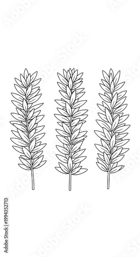 Branch botanical doodle set with three slim leaves on stems, hand drawn line art for nature themed designs
