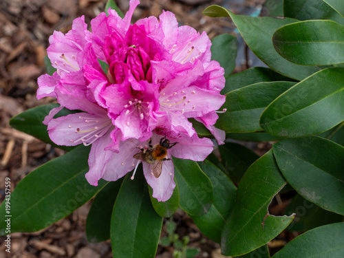 Pink rhododendron blossom with bumblebee collecting nectar and pollen. Macro shot showing pollination process, insect activity and spring flowering plant in natural garden setting.