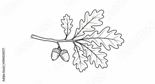 Black and white line drawing of a branch with oak leaves and acorns