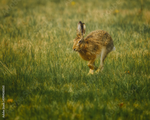 Brown hare running towards the camera in a green field. European hare in motion. Wild animal activity in the meadow.