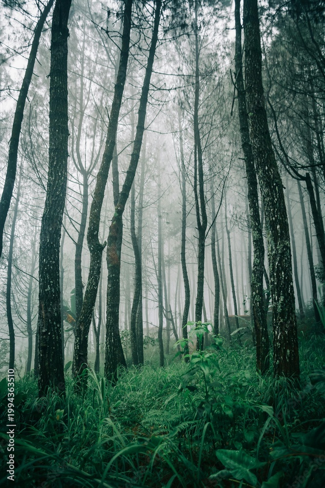 Fototapeta premium forest in the fog