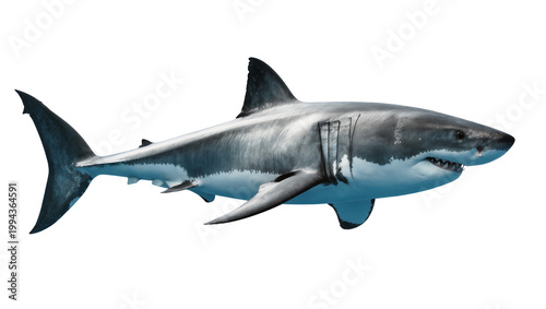 Canvas-taulu Gray Great White Shark Swimming Side View with Visible Teeth