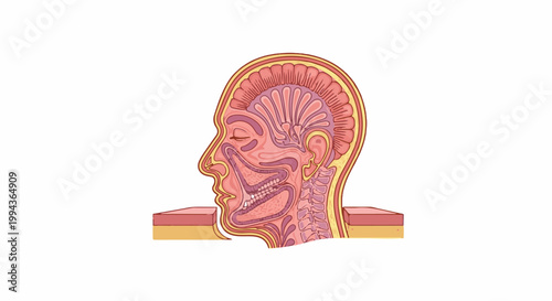 Cross-section illustration of the human head showing internal structures of the nose, mouth, and throat