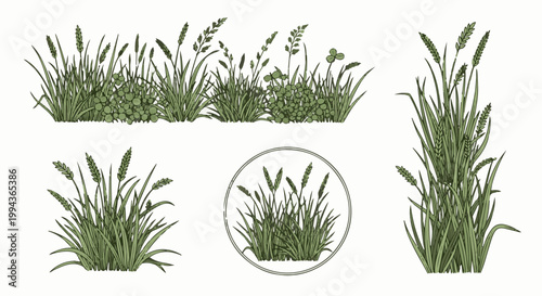 Detailed hand-drawn illustrations of green grass stalks and clover in various arrangements on a white background