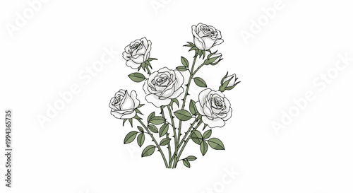 Delicate illustration of a white rose bush with several blooms and buds