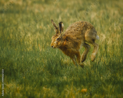 Wild hare sprinting through the meadow grass. European hare lepus europaeus running fast in the field. Wildlife action photography of a brown hare in spring.