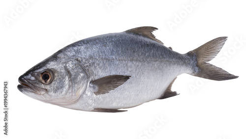 Obraz na plátně Silver Bluefish Fish with Fins and Scales