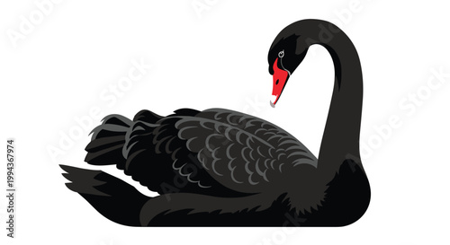 Elegant black swan floating gracefully on water with a bright red beak isolated on a clean white background for wildlife design.