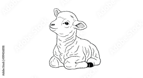 Detailed realistic drawing of a young lamb sitting down with a gentle expression on its face against a white background.