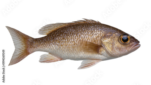 Foto Brown speckled saltwater fish with large eye and fins