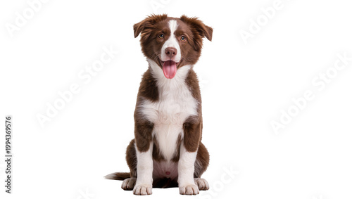 Photos Brown white Border Collie puppy sitting and panting happily