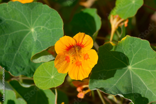 Schilderij op canvas Garden nasturtium yellow and orange flower - Latin name - Tropaeolum majus