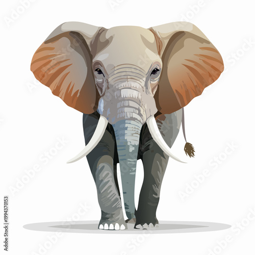 A large elephant with big ears and tusks stands facing forward on a white surface