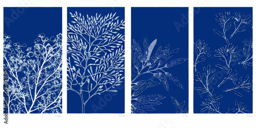 Four vertical panels showcasing delicate botanical cyanotype plant impressions