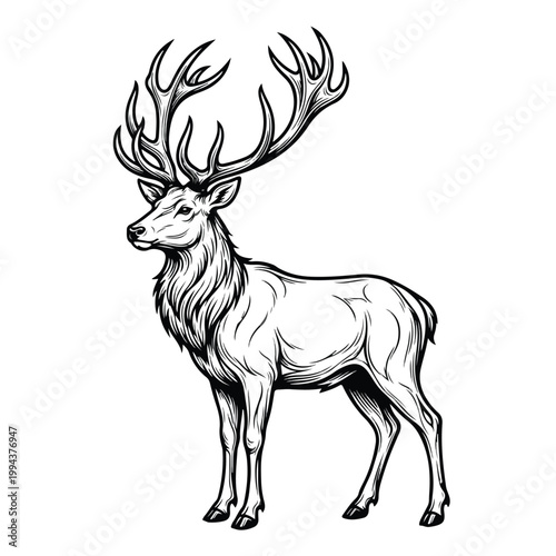 Elk with Large Antlers Standing.