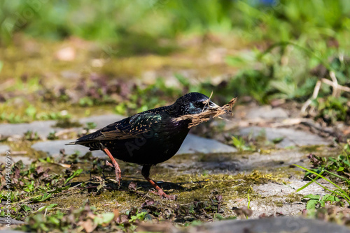 A Common Starling, Sturnus vulgaris bird collecting nesting material, its beak overflowing with dry grass. 
