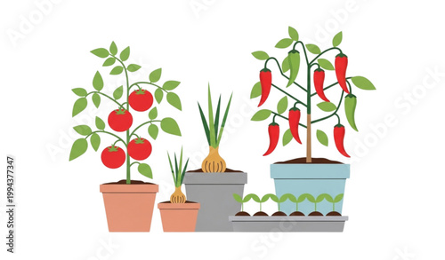 Urban balcony garden vegetables vector set spring planting pots illustration