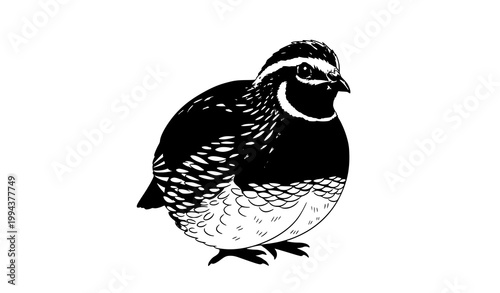 Gentle quail bird vector illustration minimal wildlife cute animal design
