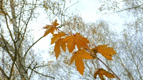 A maple branch with yellow leaves