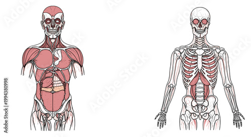 Detailed anatomical illustration of human muscular system