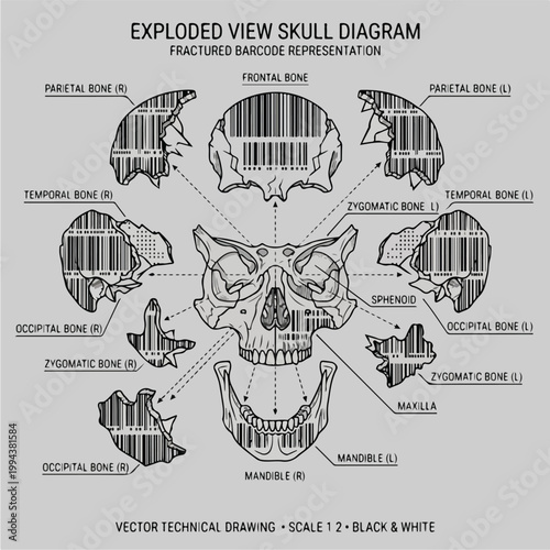 Skull Diagram Fractured Barcode.