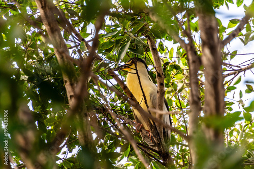 Photos Nycticorax nycticorax pertenece a la familia Ardeidae.