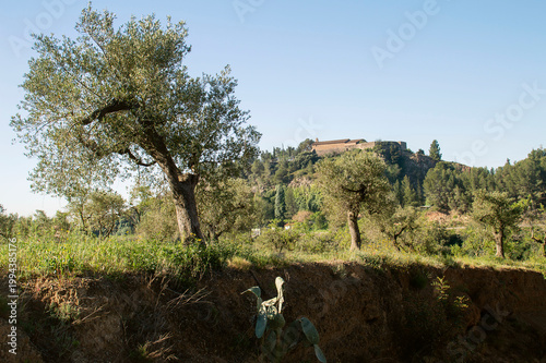 olivos