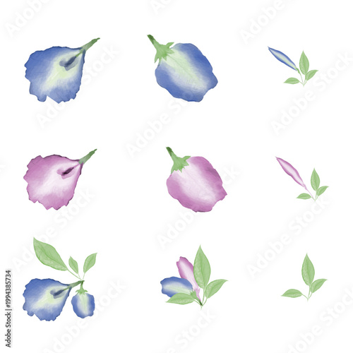 Watercolor vector set of colorful Pea flower
