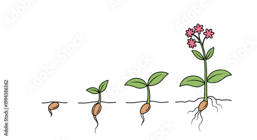 Plant growth stages from seed to flowering plant shown in four steps illustrate biology and nature development processes.
