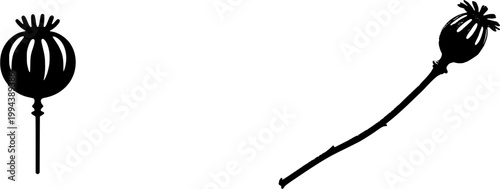 A photorealistic image of a solitary, dried Poppy seed head stands alone against a pristine white backdrop, showcasing its intricate architectural crown and small holes in exquisite detail