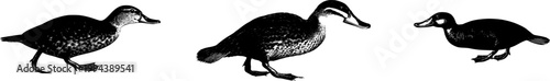 A solitary Platypus stands gracefully with its duck-like bill, beaver-like tail, and webbed feet, isolated on a pure white background