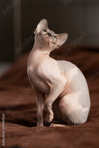 Hairless domestic pet, kitten of Sphynx breed