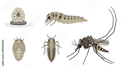 Mosquito Life Cycle Stages Vector Illustration Set Eggs Larva Pupa Nymph Adult Insect Biology Education Diagram