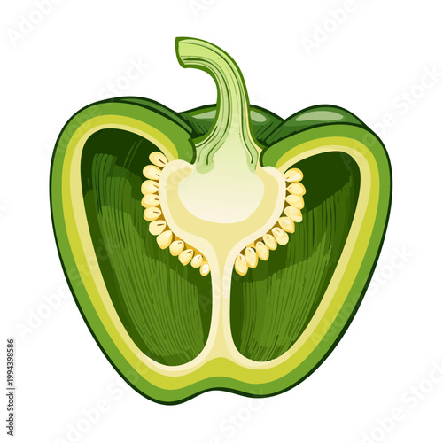 Cross section of a ripe green bell pepper showing seeds and interior walls illustration