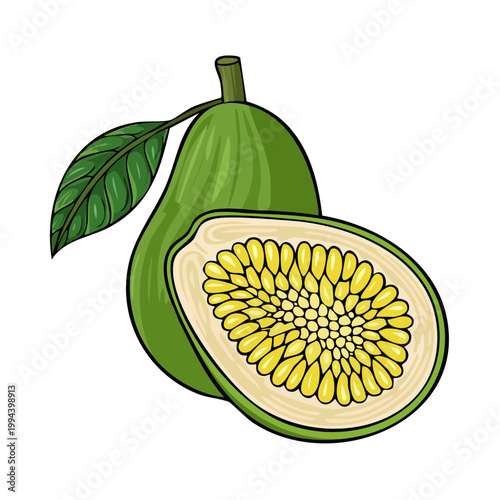 Fresh green passion fruit whole and cut open showing juicy seeds and pulp illustration