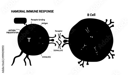 T Cell Activating B Cell in Humoral Immune Response Antibody Production Vector Illustration