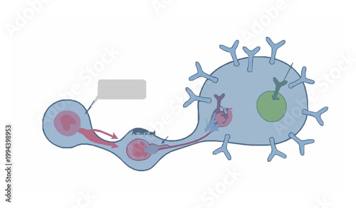 Humoral Immunity Process Diagram with T Cells and B Cells Producing Antibodies Clean Vector