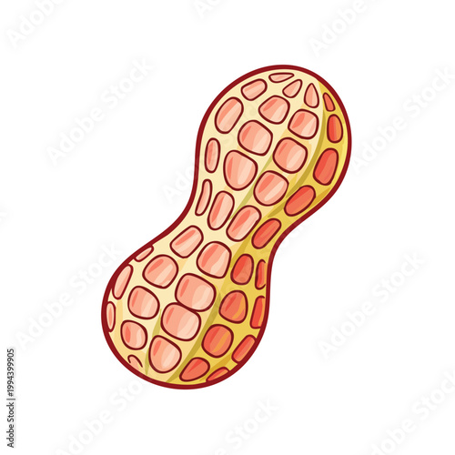 Hand-drawn illustration of a single, whole peanut with distinct, segmented sections and a textured shell
