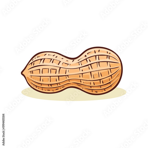 Isolated Peanut Illustration Close-up Organic Food Nut Snack Botanical Drawing Isolated