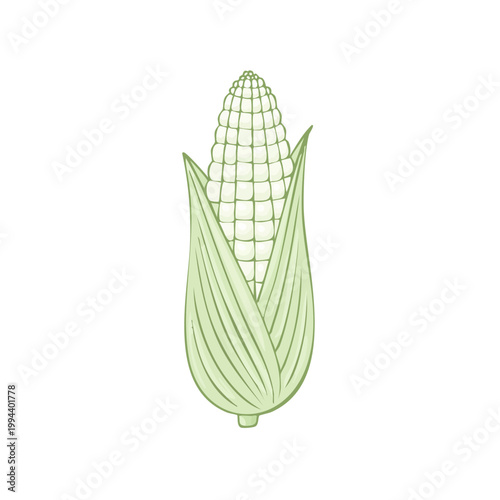 Fresh corn cob with green husks illustration isolated on white background