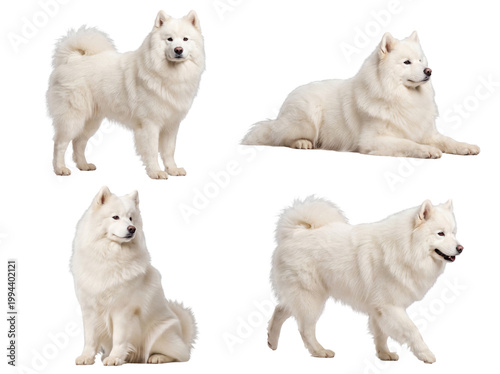 Sticker Beautiful collection of four white fluffy Samoyed dogs in various poses, isolated on transparent background