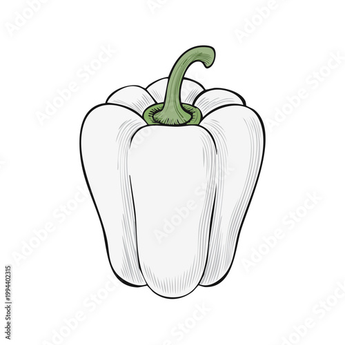 Simple Line Drawing of a White Bell Pepper Vegetable with Green Stem