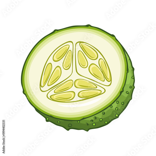 Fresh green cucumber slice with seeds and textured rind on white