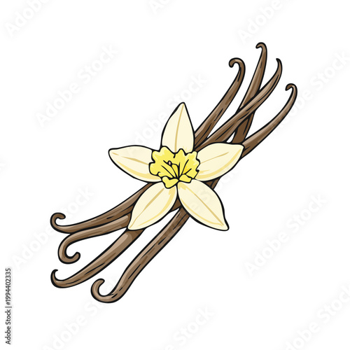 Vanilla flower and pods illustration, sweet spice ingredient for cooking and baking, isolated on white.