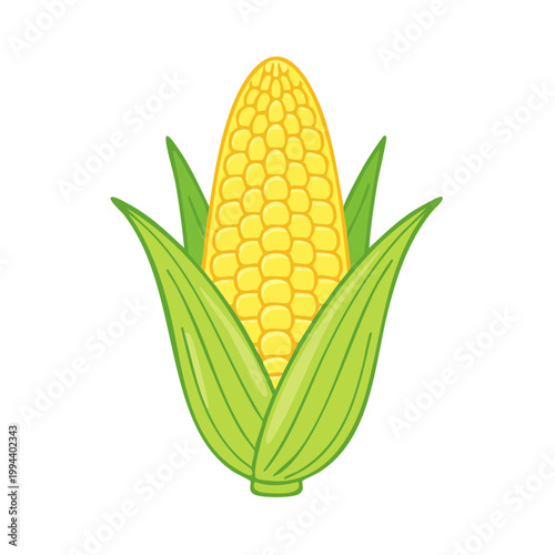 Illustration of a fresh, ripe ear of corn with green husks and yellow kernels