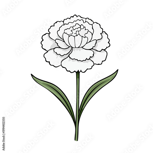 Stylized outline of a single white carnation flower with green leaves and stem