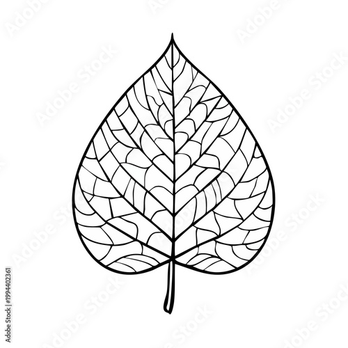 Simple line drawing of a heart-shaped leaf with detailed veining for nature and botanical illustration